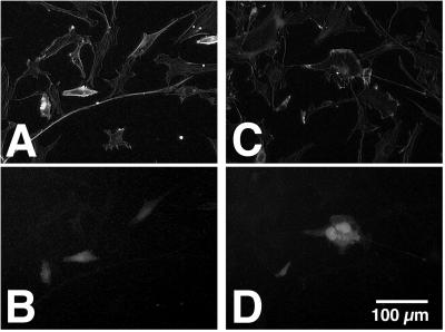 FIG. 7