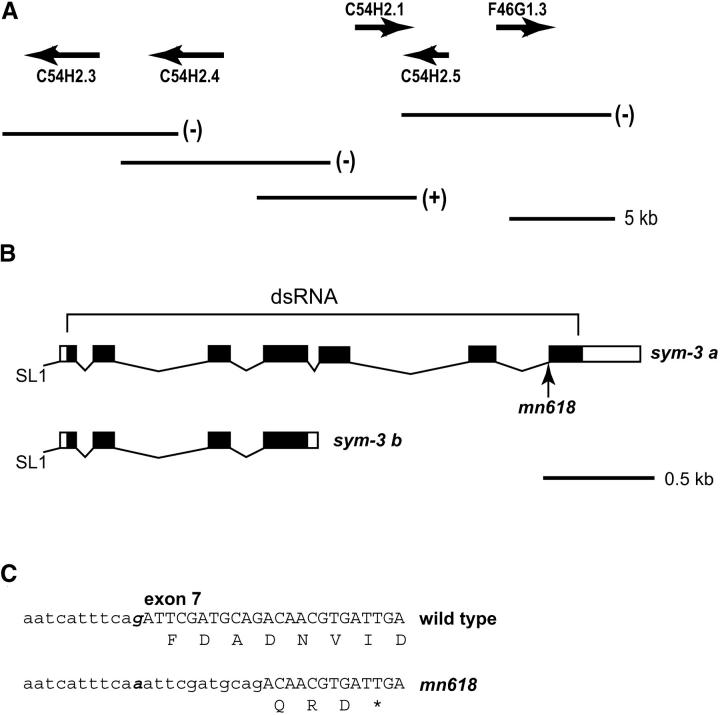 Figure 5.—