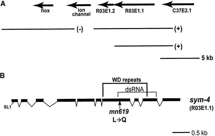 Figure 7.—