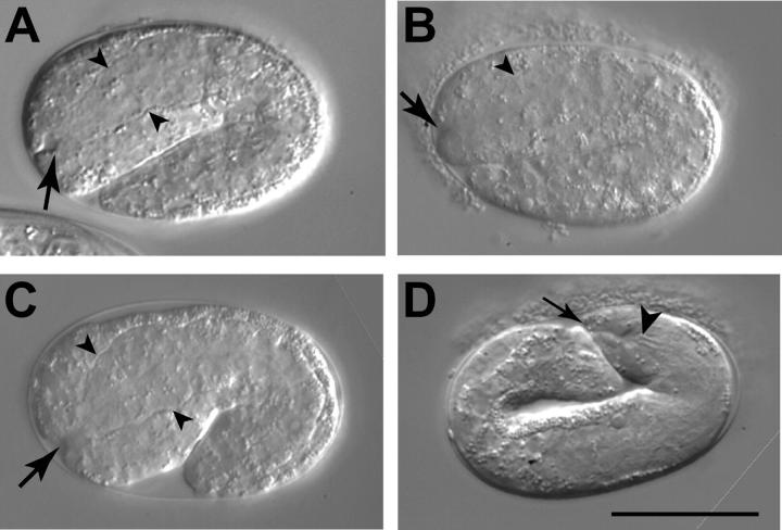 Figure 4.—