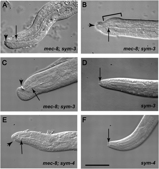 Figure 3.—