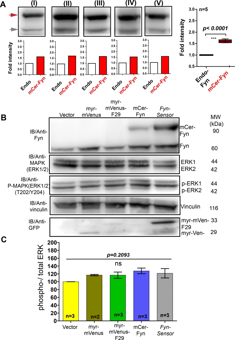 Figure 3—figure supplement 11.