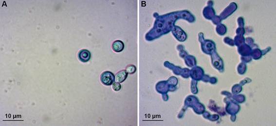 Fig. 4: