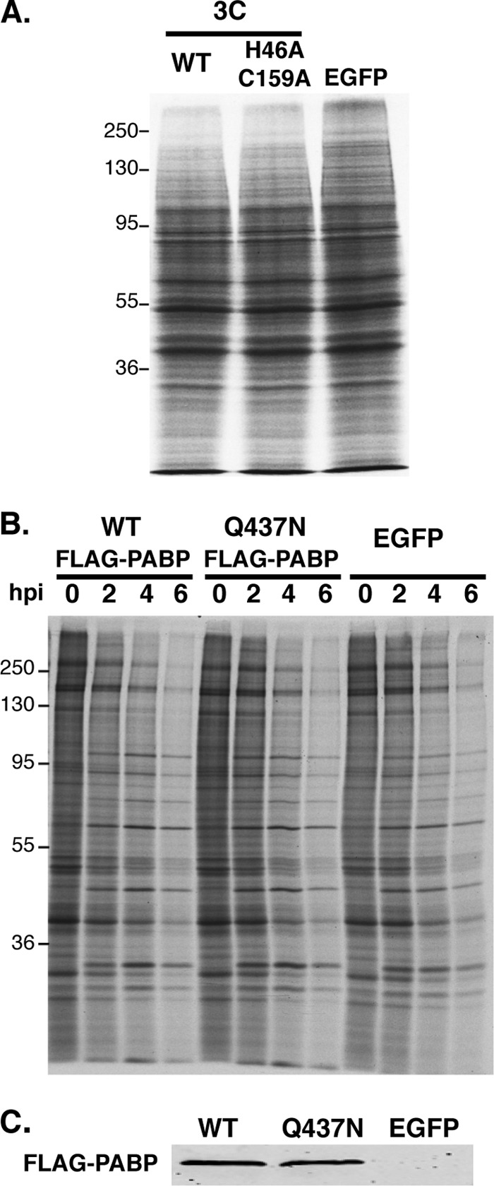 Fig 5