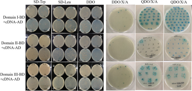 FIGURE 2