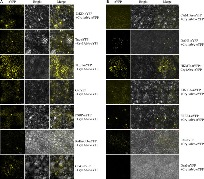 FIGURE 4