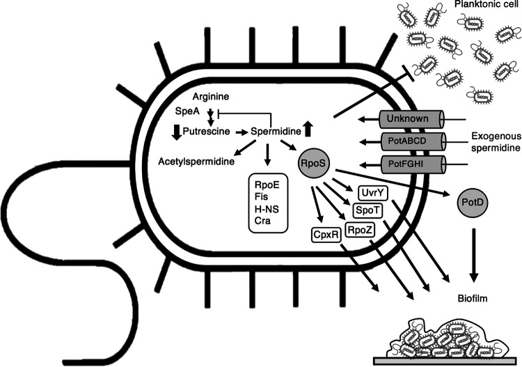 FIG 7