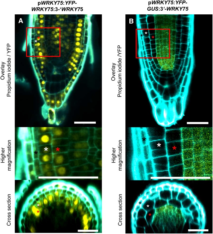 Figure 6.