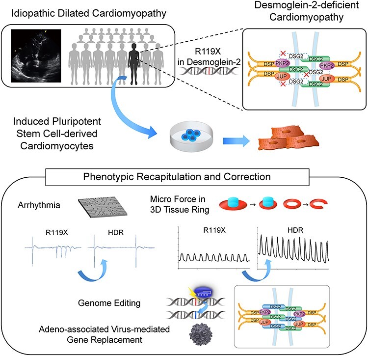 Graphical Abstract