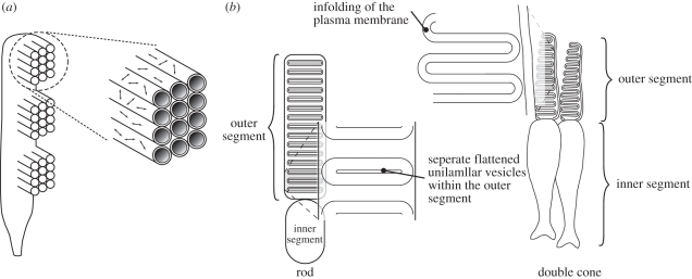 Figure 2.