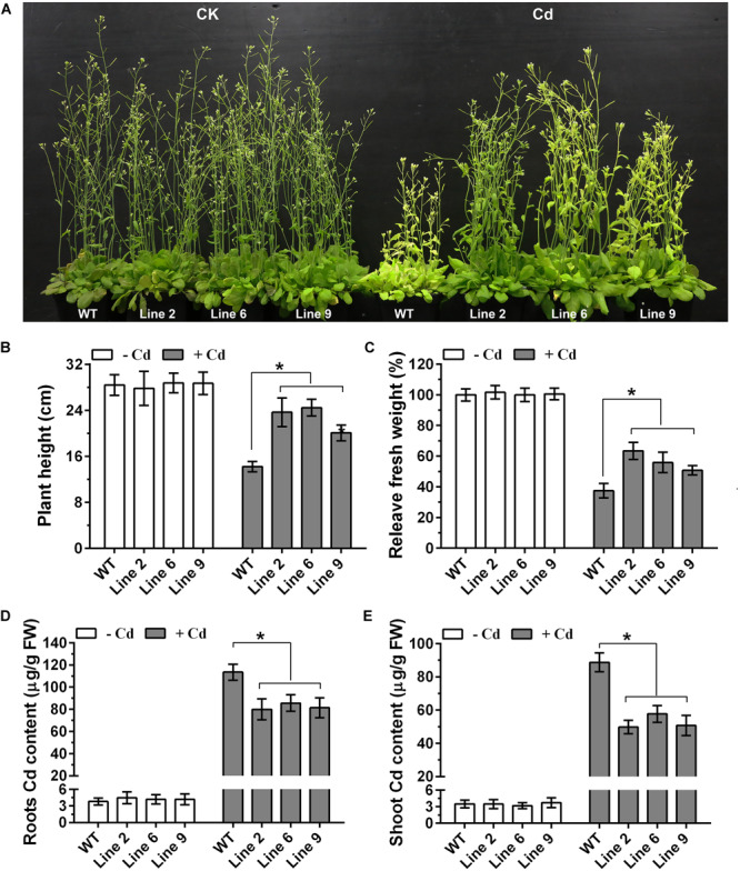 FIGURE 3