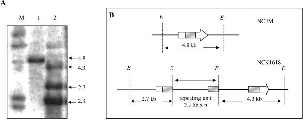 FIG. 2.