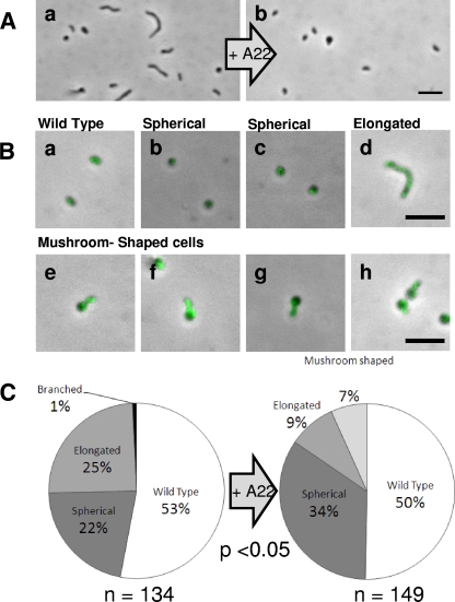 FIG. 7.