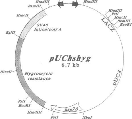 graphic file with name pnas01087-0036-a.jpg