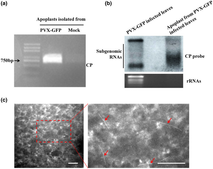 FIGURE 3