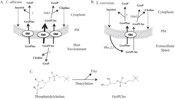 FIGURE 10.