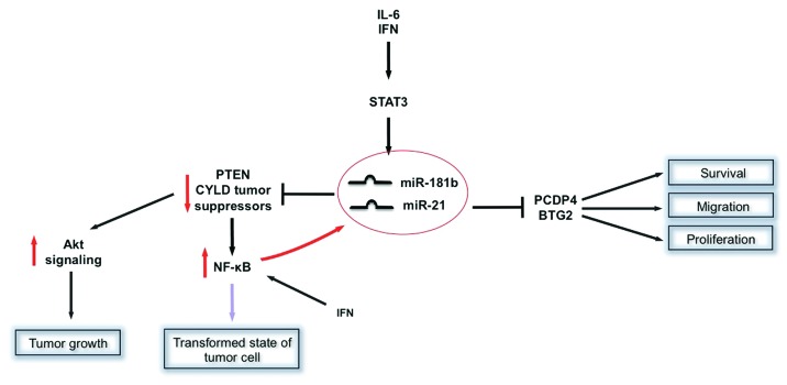 graphic file with name jkst-1-143-g1.jpg