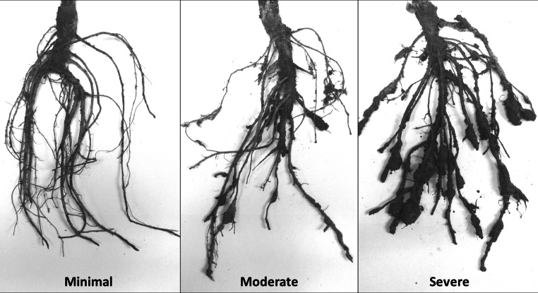 Fig. 1