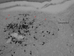 Fig 9