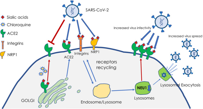 FIGURE 1