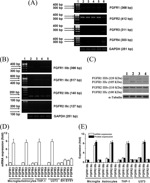 FIGURE 1.