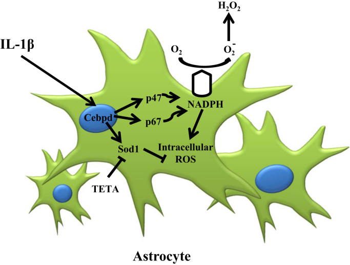 Fig. 7