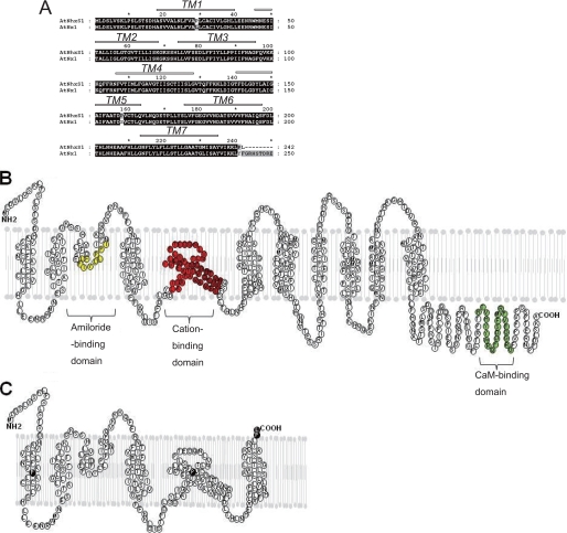 FIGURE 5.