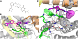 Figure 1. Structure of vimseltinib. A, Chemical structure of vimseltinib. B, Cocrystal structure of vimseltinib bound to CSF1R. Direct inhibitor hydrogen bonds with CSF1R. C, Nucleation of hydrogen bond network stabilized by vimseltinib binding. PDB:7MFC, (resolution 2.8 Å).