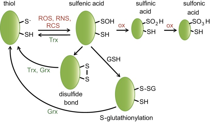 FIGURE 1.