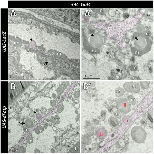 Fig 3