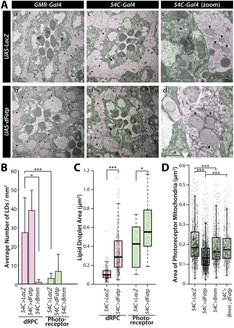 Fig 2