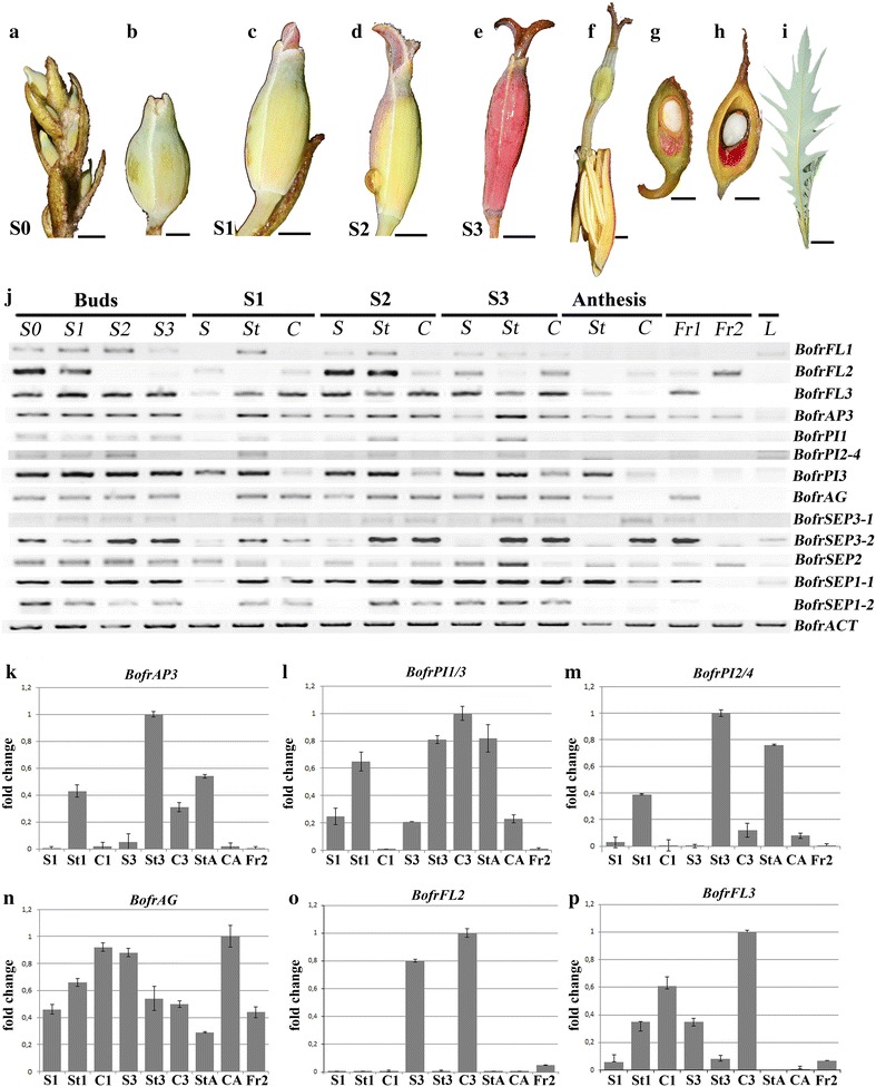 Fig. 8
