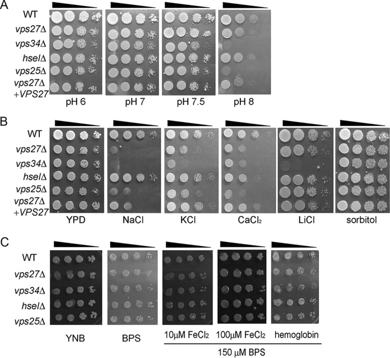 FIG 2