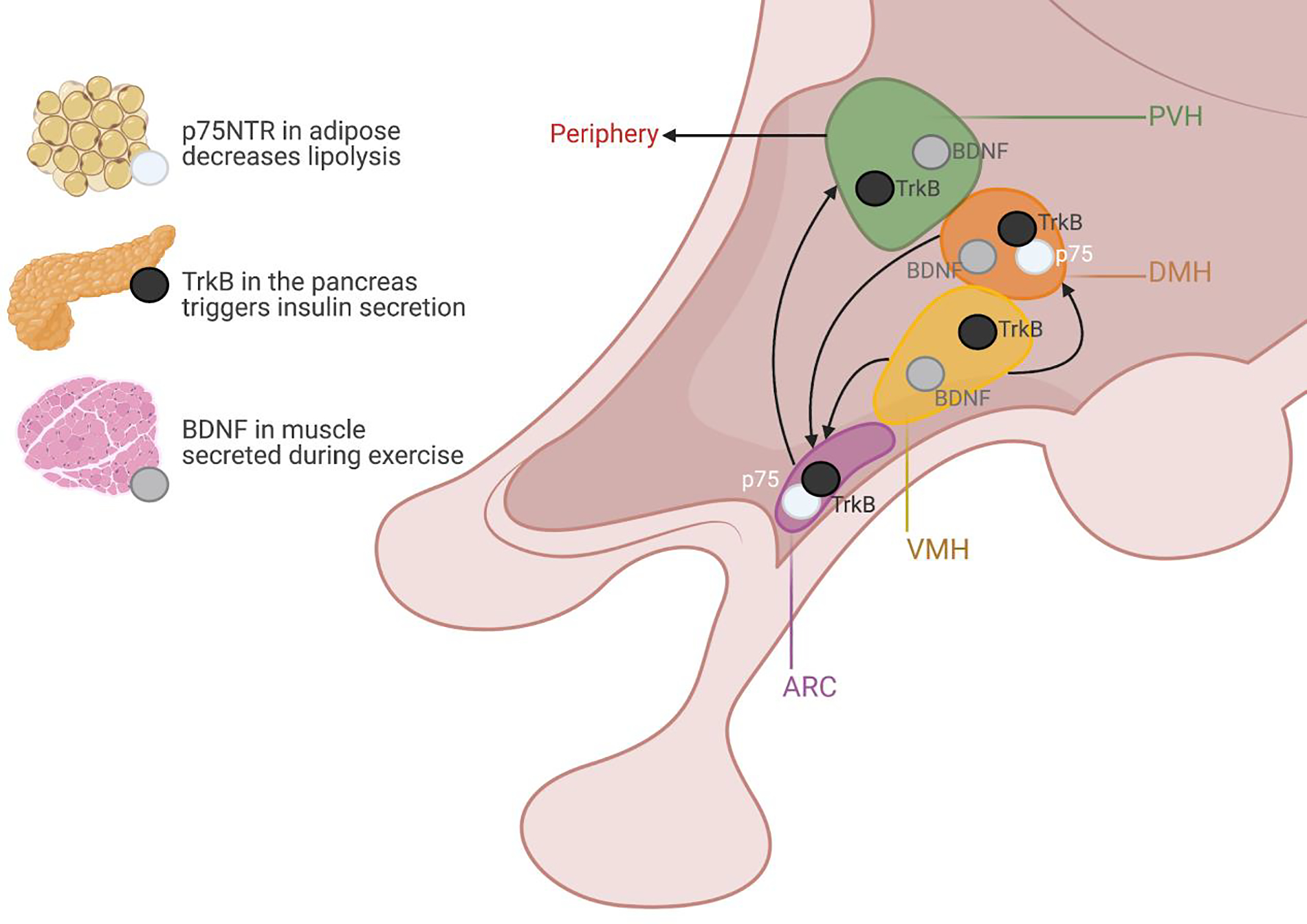 Figure 1: