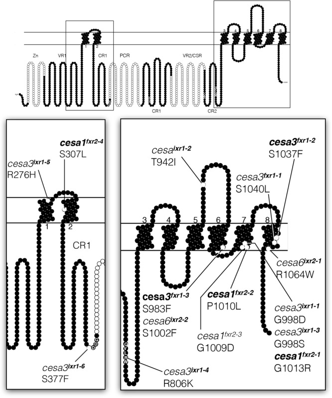 FIGURE 2