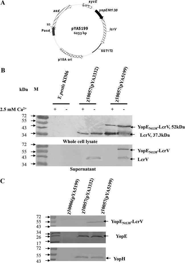 FIG 2