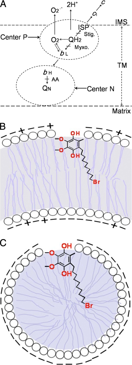 FIGURE 8.