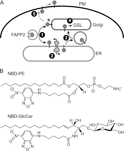 FIGURE 1.