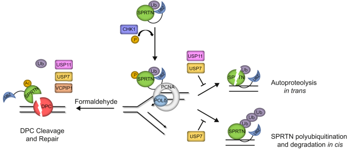 Figure 7