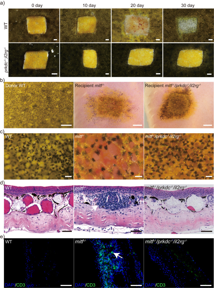 Fig. 8