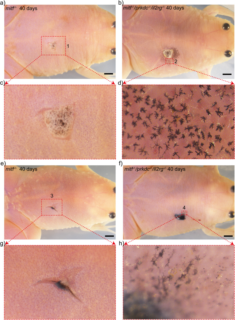 Fig. 10