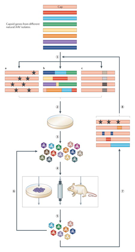 graphic file with name nihms676802u2.jpg