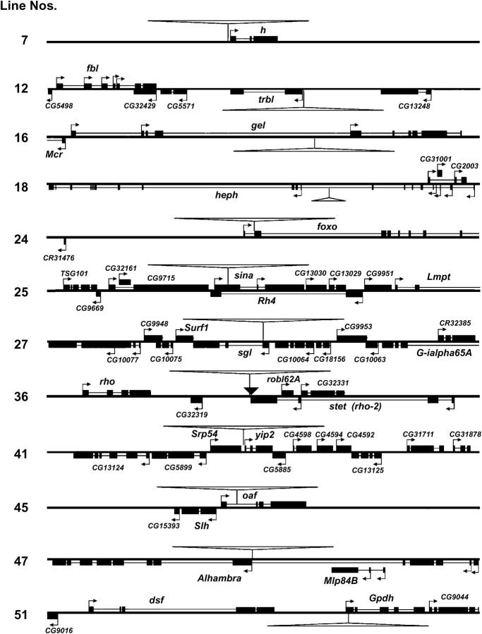 Figure 3.—