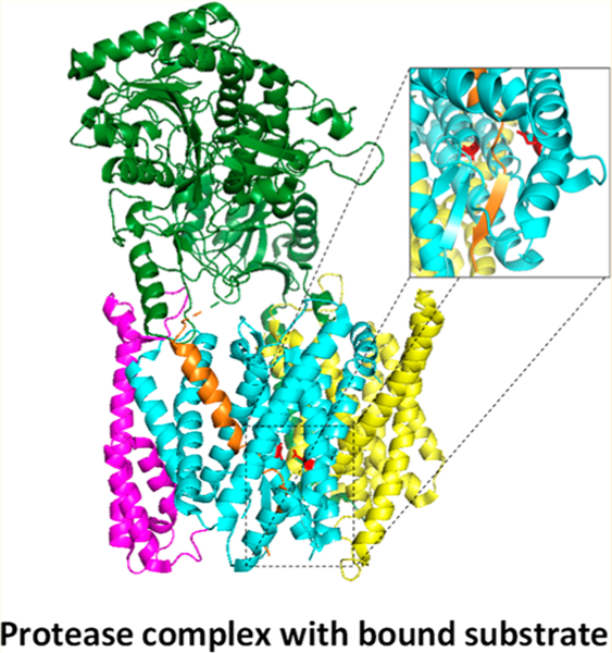 Structure and Function of the γ‑Secretase Complex - PMC