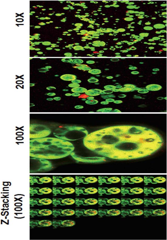 Figure 6