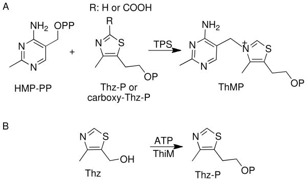 Scheme 2