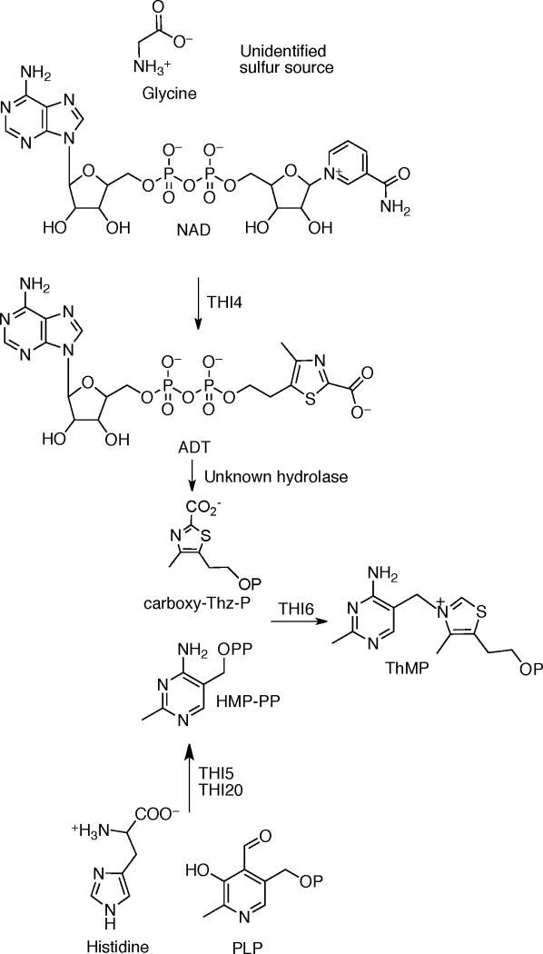 Scheme 3