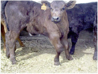 D-06