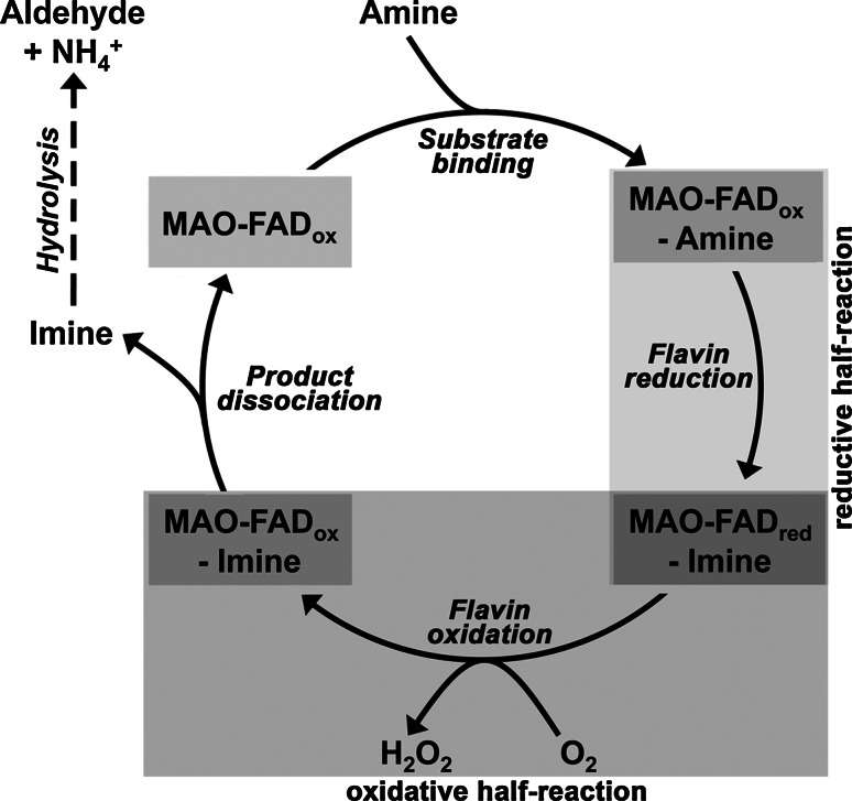 Fig. 2