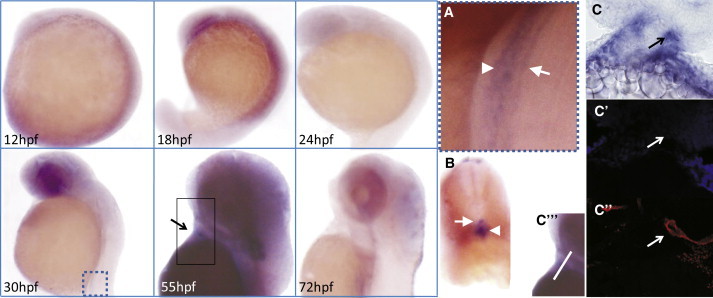 Figure 3